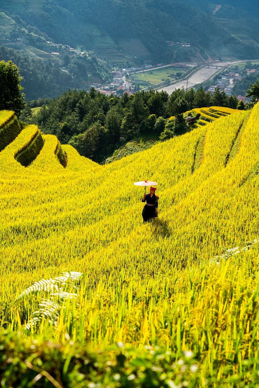 mountains, plateau, step, field, nature, people, rice, countryside, outdoors, agriculture